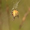 Araneus quadratus